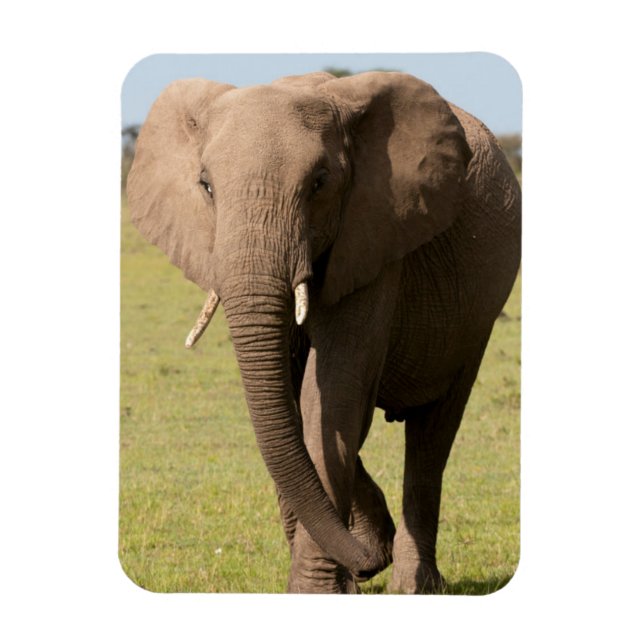 Afrikanischer Elefant (Loxodonta Africana), Maasai Magnet (Vertikal)
