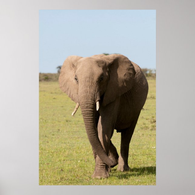 Afrikanischer Elefant (Loxodonta Africana), Maasai Poster (Vorne)