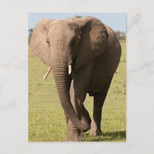Afrikanischer Elefant (Loxodonta Africana), Maasai Postkarte