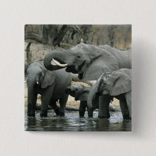 Afrikanischer Elefant, (Loxodonta africana), trink Button