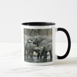 Afrikanischer Elefant, (Loxodonta africana), trink Tasse