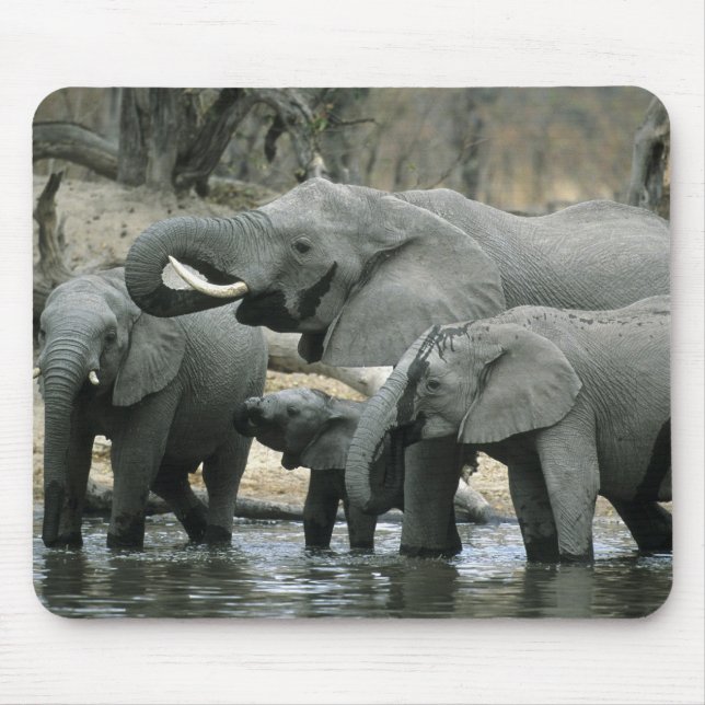 Afrikanischer Elefant (Loxodonta africana), trinke Mousepad (Vorne)