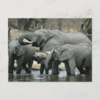 Afrikanischer Elefant (Loxodonta africana), trinke
