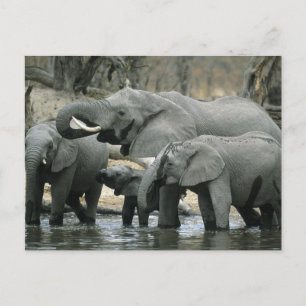Afrikanischer Elefant (Loxodonta africana), trinke Postkarte