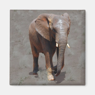 Afrikanischer Elefant Magnet