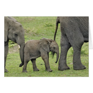Afrikanischer Elefant mit Baby