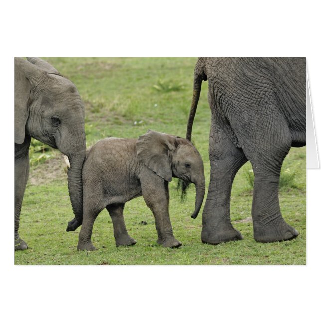 Afrikanischer Elefant mit Baby (Vorderseite (Horizontal))