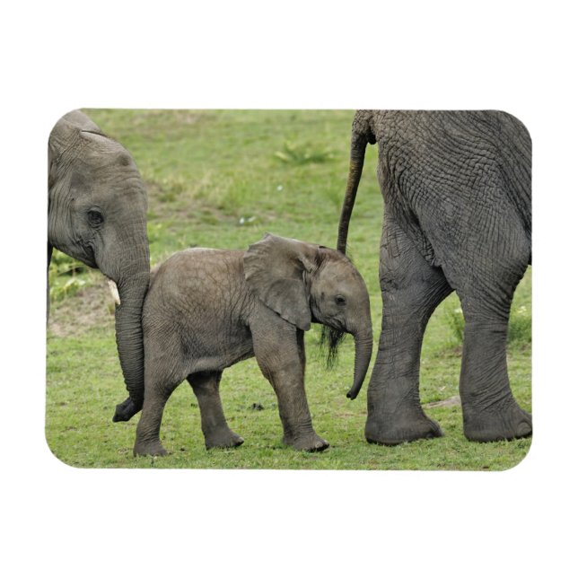 Afrikanischer Elefant mit Baby Magnet (Horizontal)