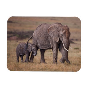 Afrikanischer Elefant mit Baby Magnet