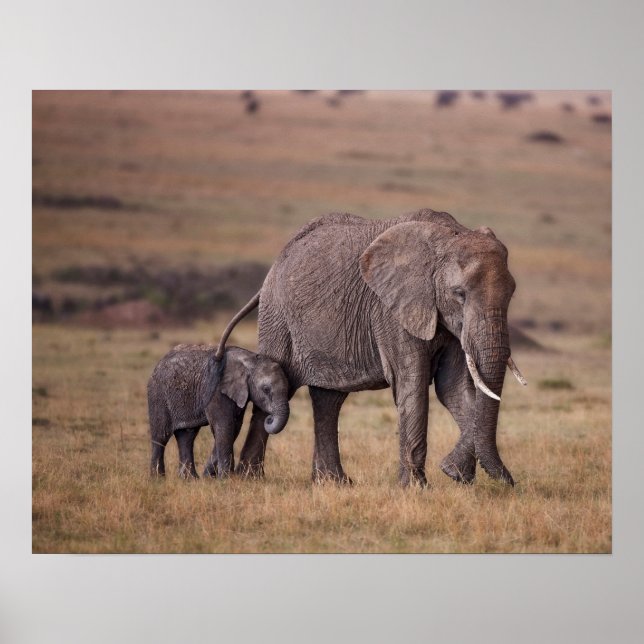 Afrikanischer Elefant mit Baby Poster (Vorne)