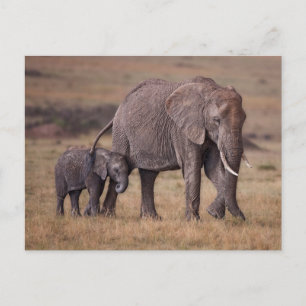 Afrikanischer Elefant mit Baby Postkarte