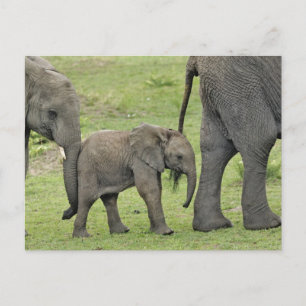 Afrikanischer Elefant mit Kind, Loxodonta 3 Postkarte