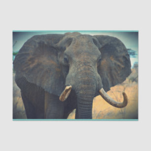 Afrikanischer Elefant Nah Seidenpapier