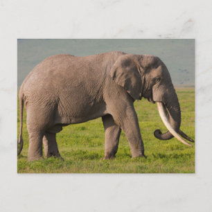 Afrikanischer Elefant, Ngorongoro-Schutzgebiet Postkarte