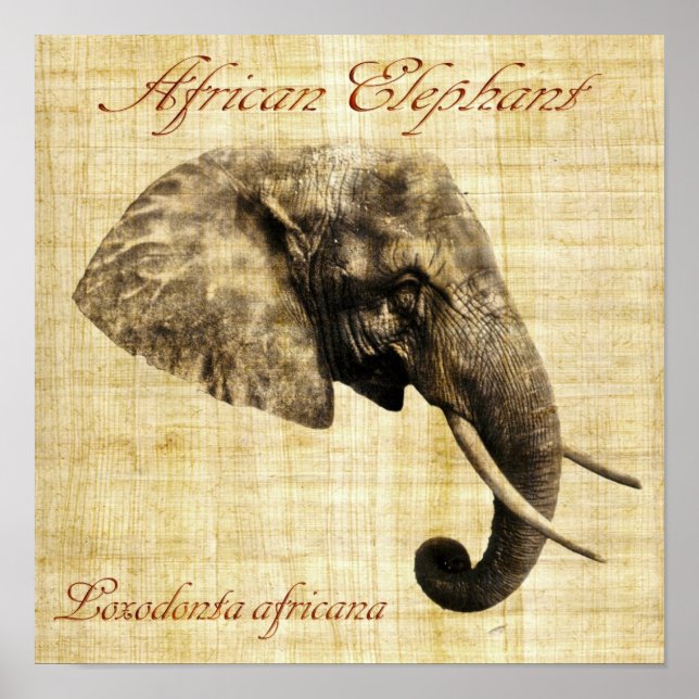 Afrikanischer Elefant (ohne Rahmen) Poster (Vorne)