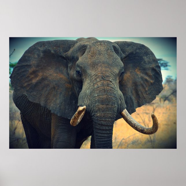 Afrikanischer Elefant Poster (Vorne)