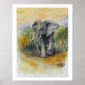 Afrikanischer Elefant Poster