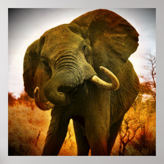 Afrikanischer Elefant Poster