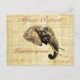 Afrikanischer Elefant Postkarte