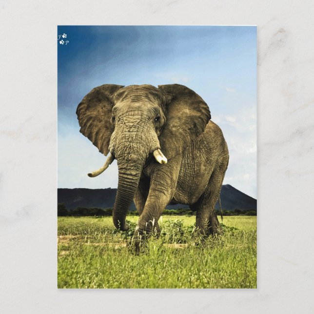 Afrikanischer Elefant Postkarte (Vorderseite)