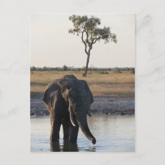 Afrikanischer Elefant Postkarte