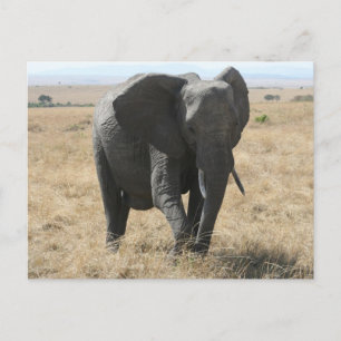 afrikanischer Elefant Postkarte
