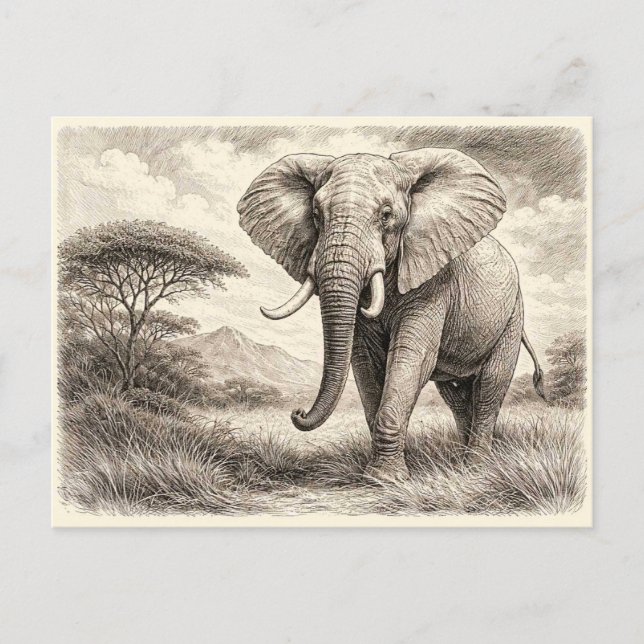Afrikanischer Elefant. Sammelobjekt  Postkarte (Vorderseite)