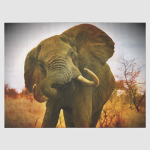 Afrikanischer Elefant Seidenpapier
