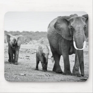 Afrikanischer Elefant u. Kälber Kenia, Afrika Mousepad