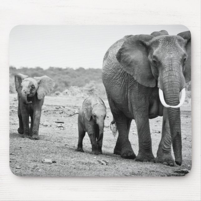 Afrikanischer Elefant u. Kälber | Kenia, Afrika Mousepad (Vorne)