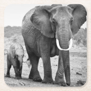 Afrikanischer Elefant u. Kälber   Kenia, Afrika Rechteckiger Pappuntersetzer