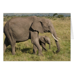 Afrikanischer Elefant und Jungtier (Loxodonta afri