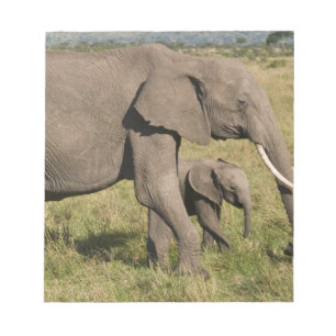 Afrikanischer Elefant und Scub (Loxodonta africana Notizblock