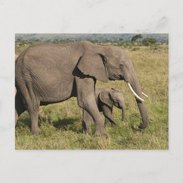 Afrikanischer Elefant und Scub (Loxodonta africana Postkarte (Vorderseite)
