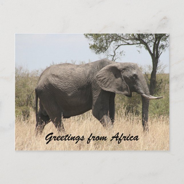 Afrikanischer Elefantengrüße Postkarte (Vorderseite)