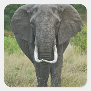 Afrikanischer Elefantna loxodonta, Masai Mara Game Quadratischer Aufkleber