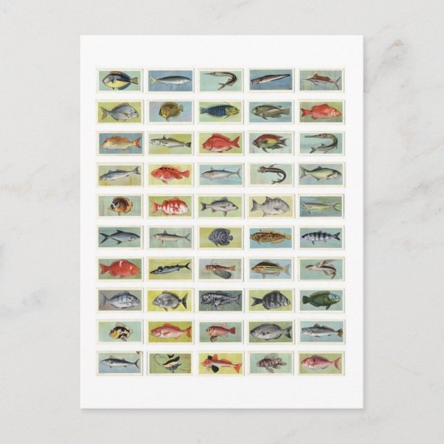 Afrikanischer Fisch Postkarte (Vorderseite)