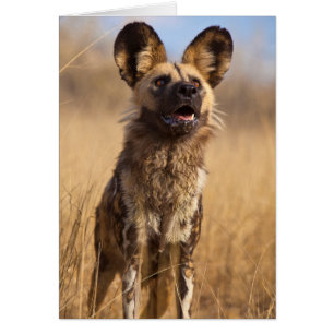 Afrikanischer Gemalter Wildhund