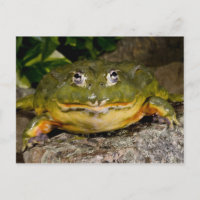Afrikanischer grabender Ochsenfrosch, Pyxicephalus