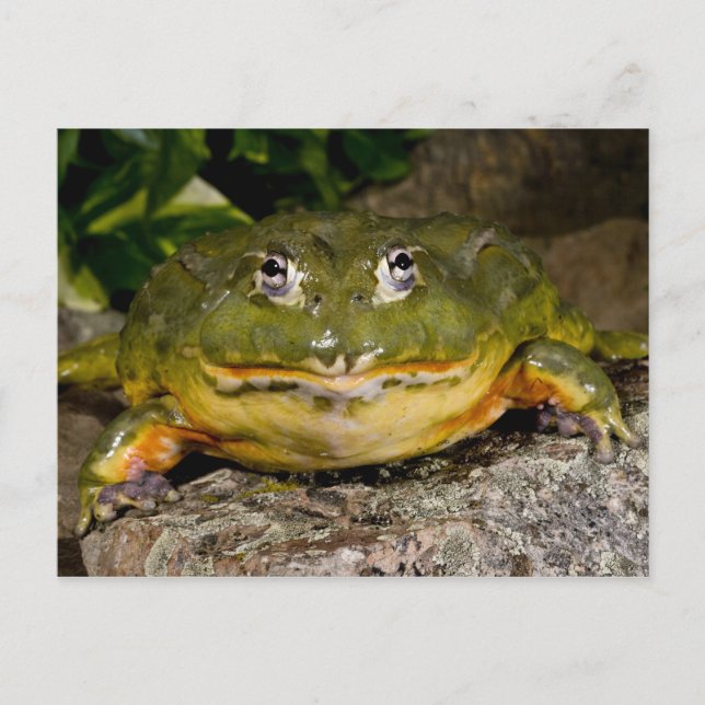 Afrikanischer grabender Ochsenfrosch, Pyxicephalus Postkarte (Vorderseite)