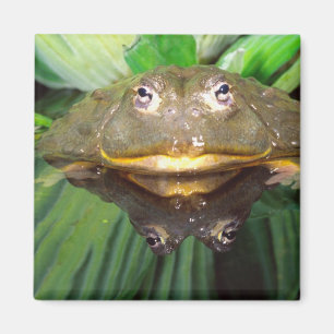 Afrikanischer Grabfrosch, Pyxicephalus 2 Magnet
