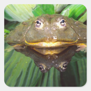 Afrikanischer Grabfrosch, Pyxicephalus 2 Quadratischer Aufkleber