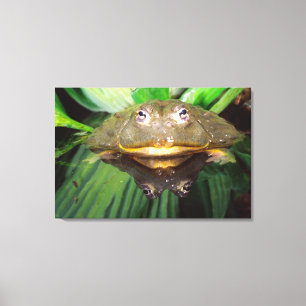 Afrikanischer Grabfrosch, Pyxicephalus Leinwanddruck