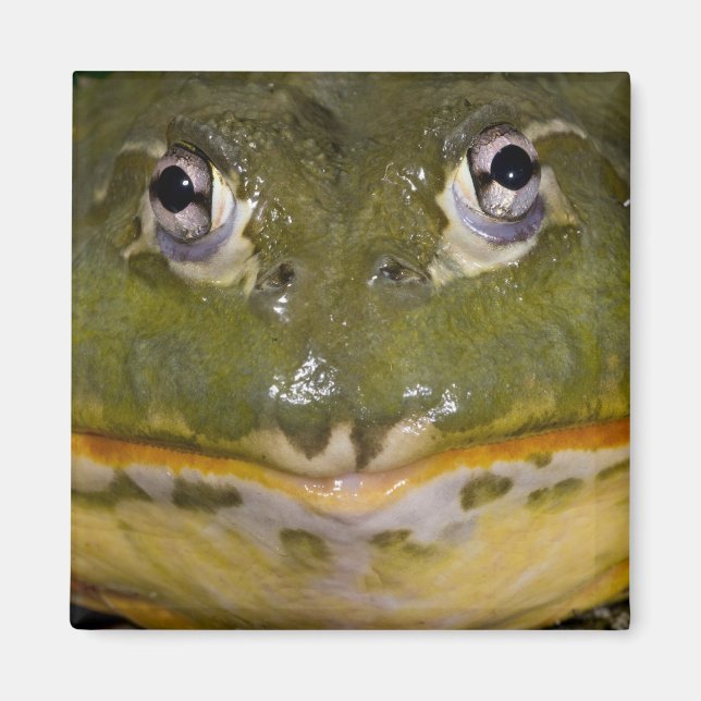 Afrikanischer Grabfrosch, Pyxicephalus Magnet (Vorne)