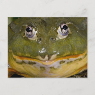 Afrikanischer Grabfrosch, Pyxicephalus Postkarte
