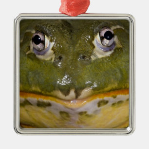 Afrikanischer Grabfrosch, Pyxicephalus Silbernes Ornament