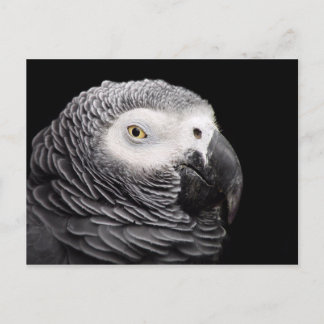 Afrikanischer Grau Postkarte