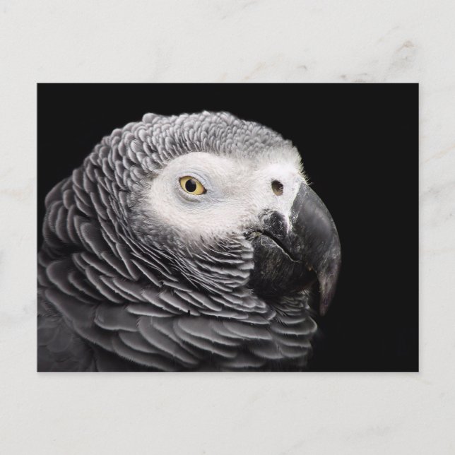 Afrikanischer Grau Postkarte (Vorderseite)