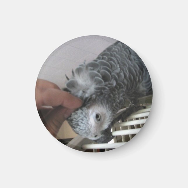 Afrikanischer Grauer Papagei kratzt am Kopf Magnet (Vorne)