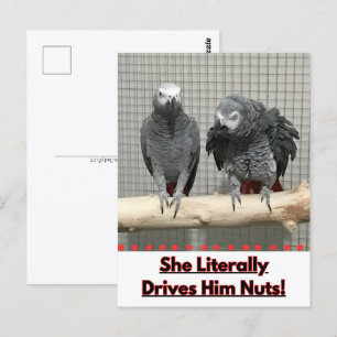 Afrikanischer Graupapagei, Postkreuz Postkarte